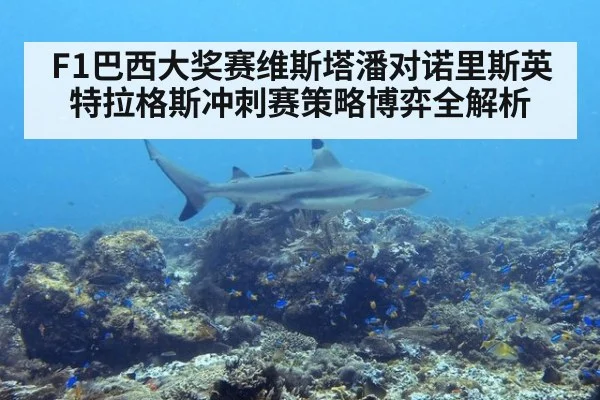F1巴西大奖赛维斯塔潘对诺里斯英特拉格斯冲刺赛策略博弈全解析